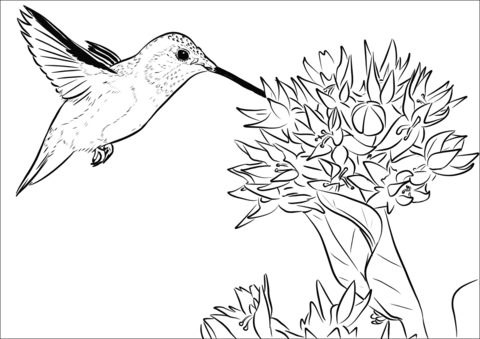 Rufous Hummingbird Coloring Page